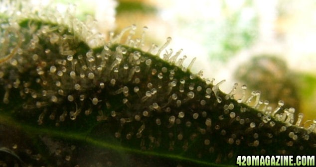 Dec14-WW2Trichs01.jpg