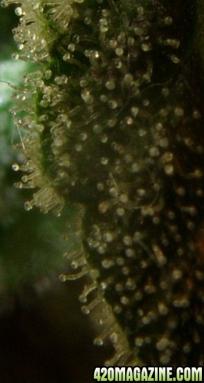 Dec14-WW2Trichs02.jpg