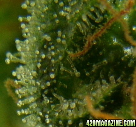 Dec14-WW2Trichs03.jpg