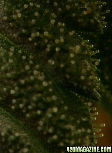 Dec14-WW2Trichs04.jpg