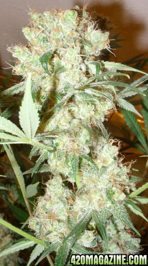 Dec14-WW3_ColaTopDay64Flower.jpg