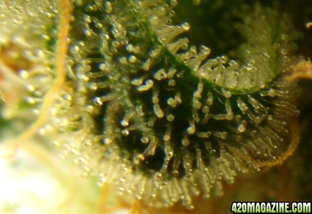 Dec14-WW4Trichs01.jpg