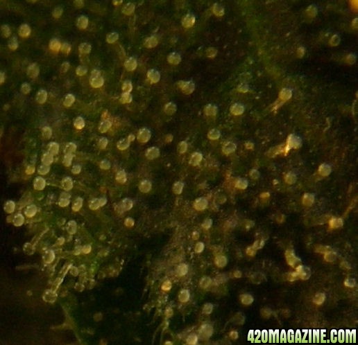 Dec14-WW4Trichs02.jpg