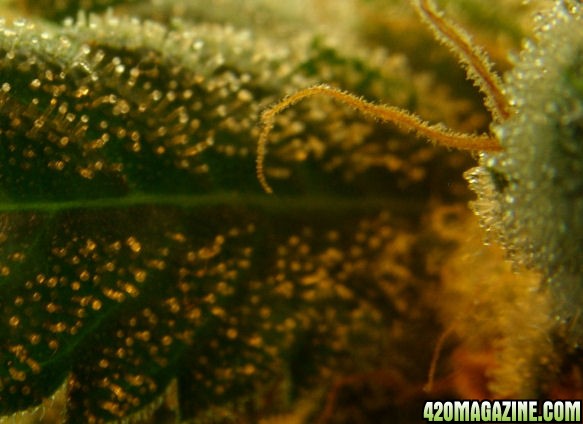 Dec14-WW4Trichs03.jpg