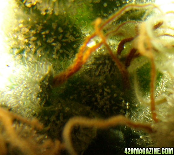 Dec14-WW4Trichs04.jpg