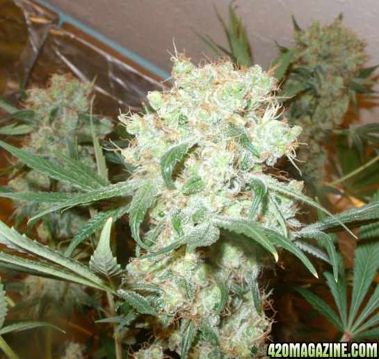 Dec14-WW4_ColaTopsDay64Flower.jpg