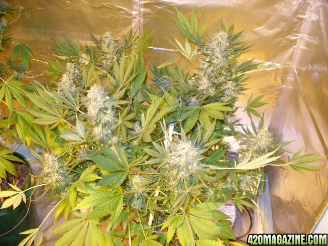 Dec17-WW2_HarvestDayBeforeFanLeafTrim_Day67Flower.jpg