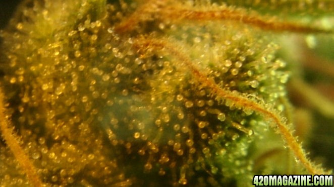 Dec23_C-F2_Trichs1_Day61_HarvestNextDay.jpg