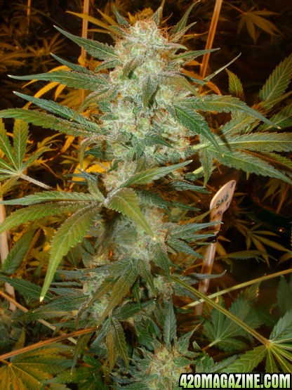 Dec23_SN6_Cola_Day61_HarvestNextDay.jpg