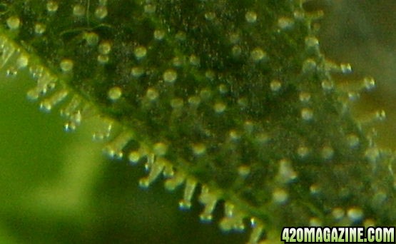 Dec27_C-F1_Trichs_Harvest_Day65Flower.jpg