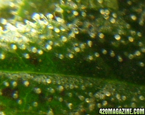 Dec27_C-F3_Trichs_Harvest_Day69Flower.jpg