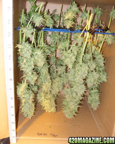 Dec27_SN10_Boxed_Harvest_Day69Flower.jpg