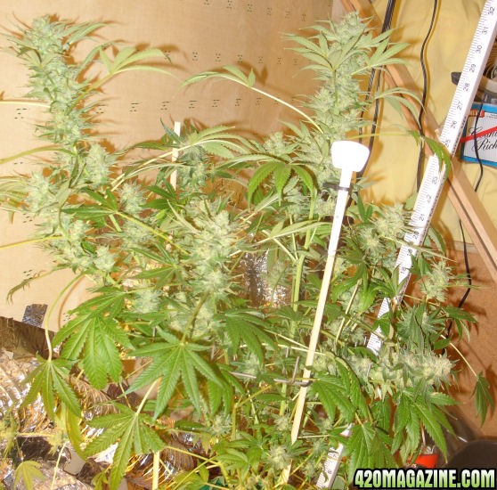 Dec27_SN6_Harvest_Day65Flower.jpg