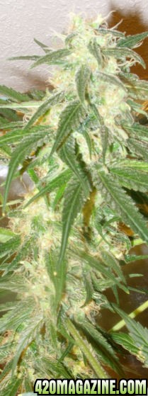 Dec27_TT2-3_Cola2_Harvest_Day65Flower.jpg