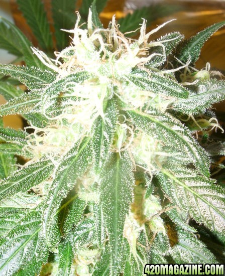 Dec27_TT2-3_Cola_Harvest_Day65Flower.jpg