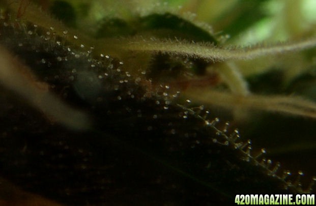 Dec27_TT2-3_Trichs_Harvest_Day65Flower.jpg