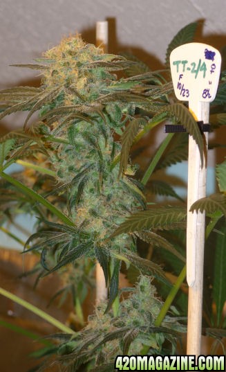 Dec27_TT2-4_Cola_Harvest_Day65Flower.jpg