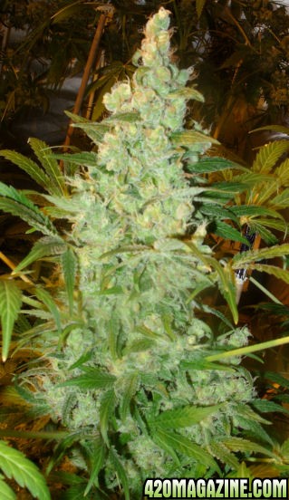 Dec30_AK2-2_Cola1_Day69Flower.jpg