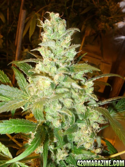 Dec30_AK2-2_Cola2_Day69Flower.jpg