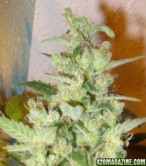 Dec30_AK2-2_ColaGrowth_Day69Flower.jpg