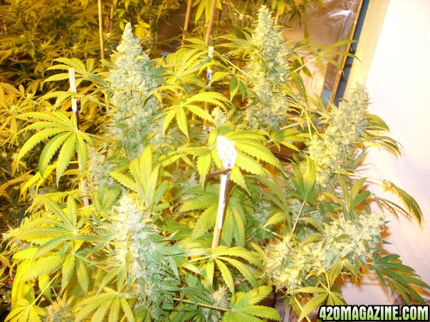 Dec30_AK2-2_Day69Flower.jpg