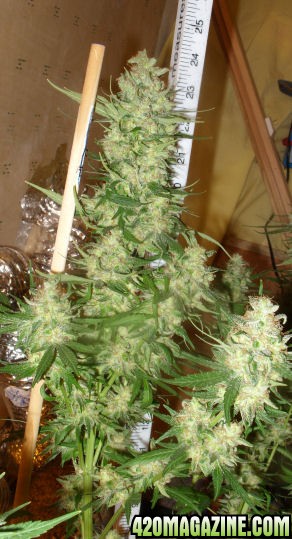 Dec30_GH2_Cola_Harvest_Day80Flower.jpg