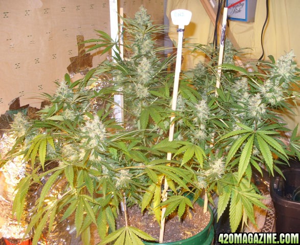 Dec30_GH2_Harvest_Day80Flower.jpg