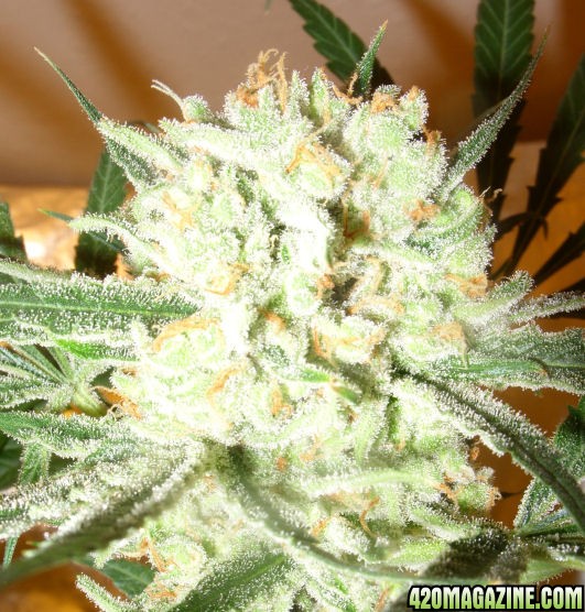 Dec30_LD2-1_ColaTrichs_Harvest_Day72Flower.jpg