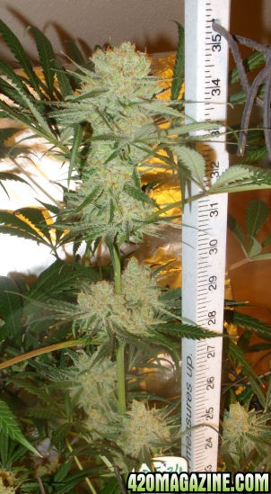 Dec30_LD2-1_Cola_Harvest_Day72Flower.jpg