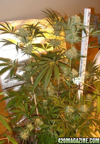 Dec30_LD2-1_Harvest_Day72Flower.jpg