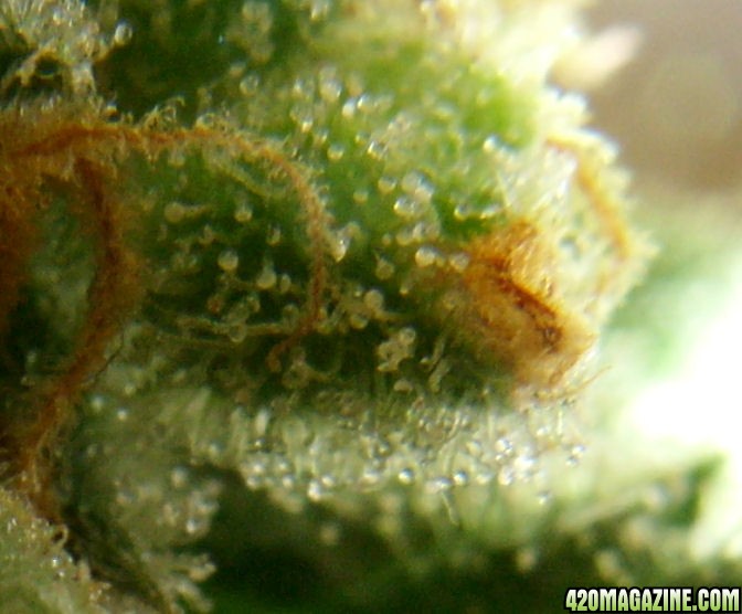 Dec30_LD2-1_Trichs_Harvest_Day72Flower.jpg