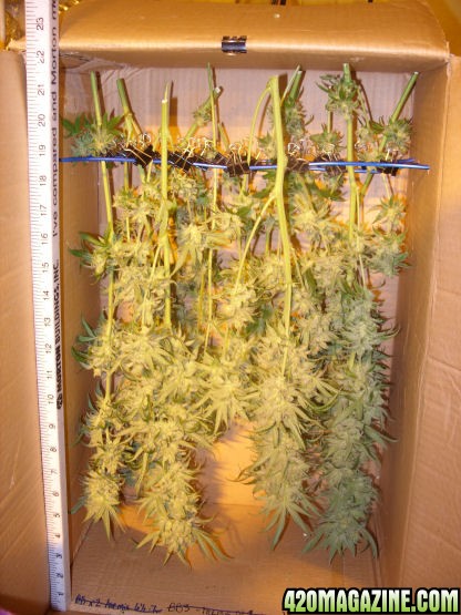 Dec30_WW3_Boxed_Harvest_Day80Flower.jpg