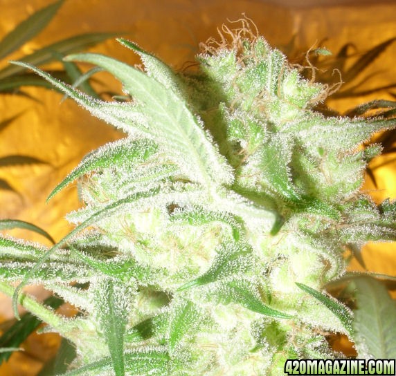 Dec30_WW3_ColasCoveredWithTrichs_Harvest_Day80Flower.jpg