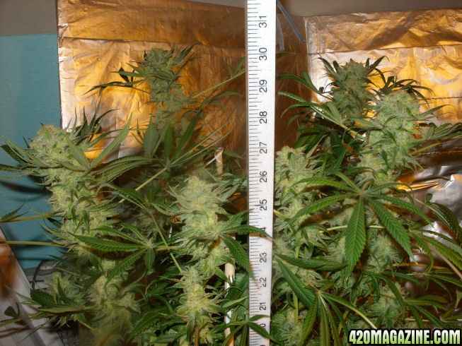 Dec30_WW3_Harvest_Day80Flower.jpg