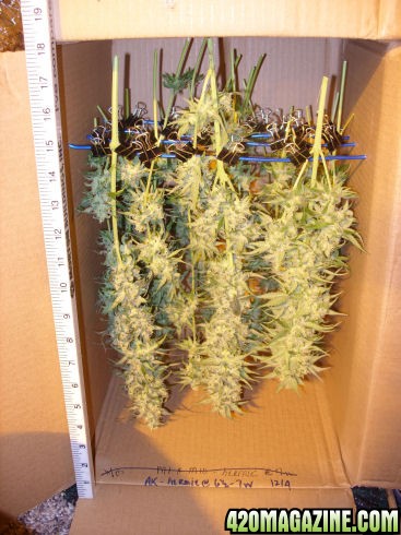 Dec4-AK-4_HarvestedDrying.jpg