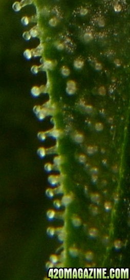 Dec5-Cheese_Trichs_LeafCloseup.jpg