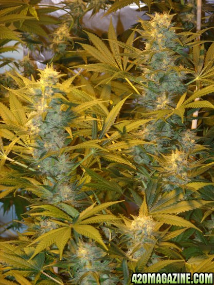 Dec5-SNChronic_2ColasDay47Flower.jpg