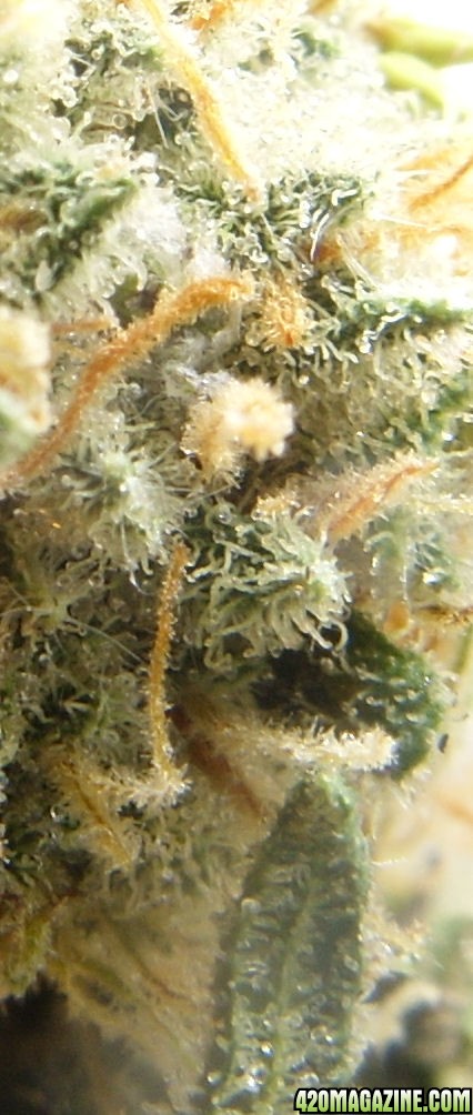 Dec8-Mx2_CloseUpOfTrichs.jpg