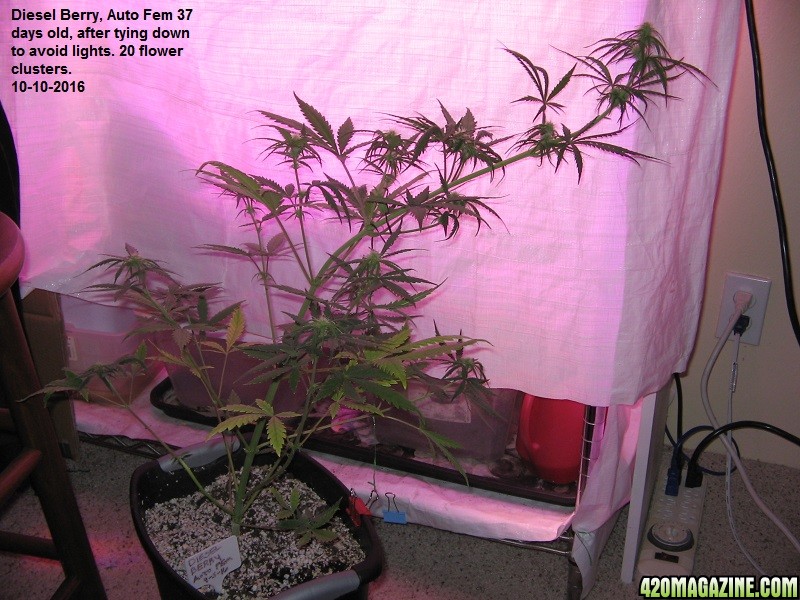 Diesel_Berry_A-F_35_days.JPG