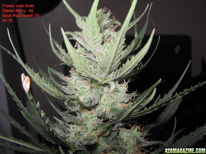 Diesel_Berry_AF_34_d_fr_seed1.JPG