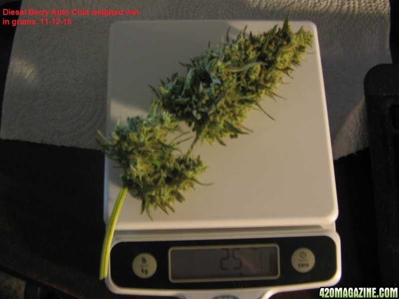 Diesel_Berry_Auto_cola_weigh-in.JPG