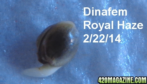 Dinafem_Royal_Haze_Popped.jpg