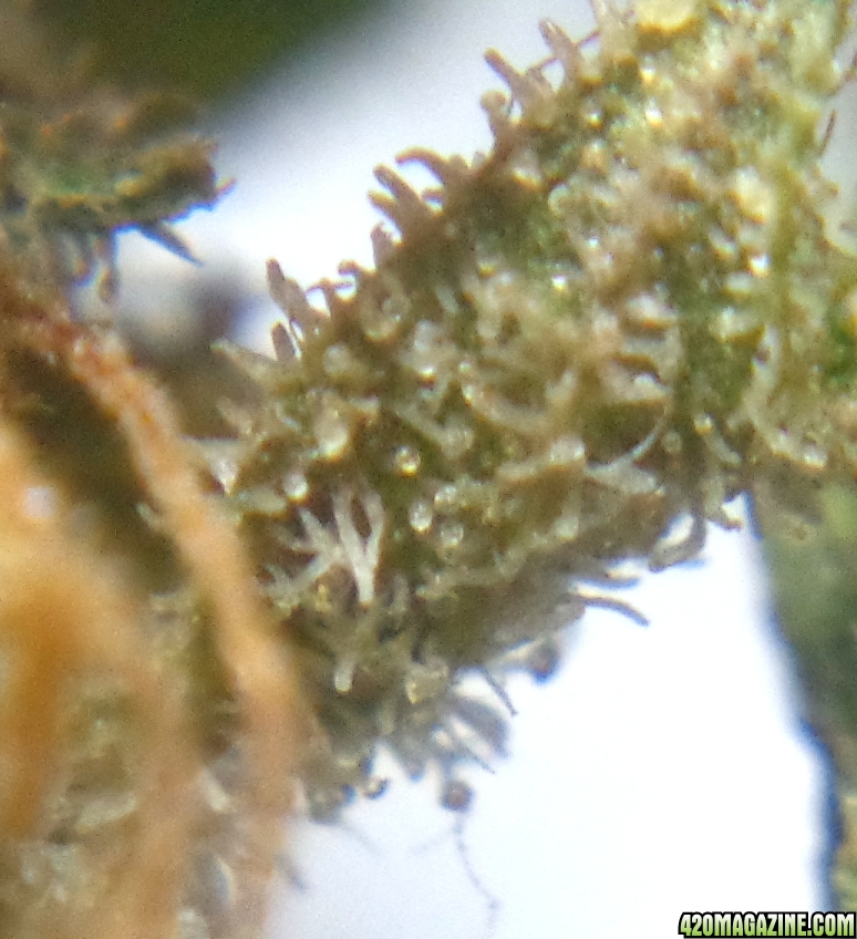 Dried_bud_trics_3.jpg