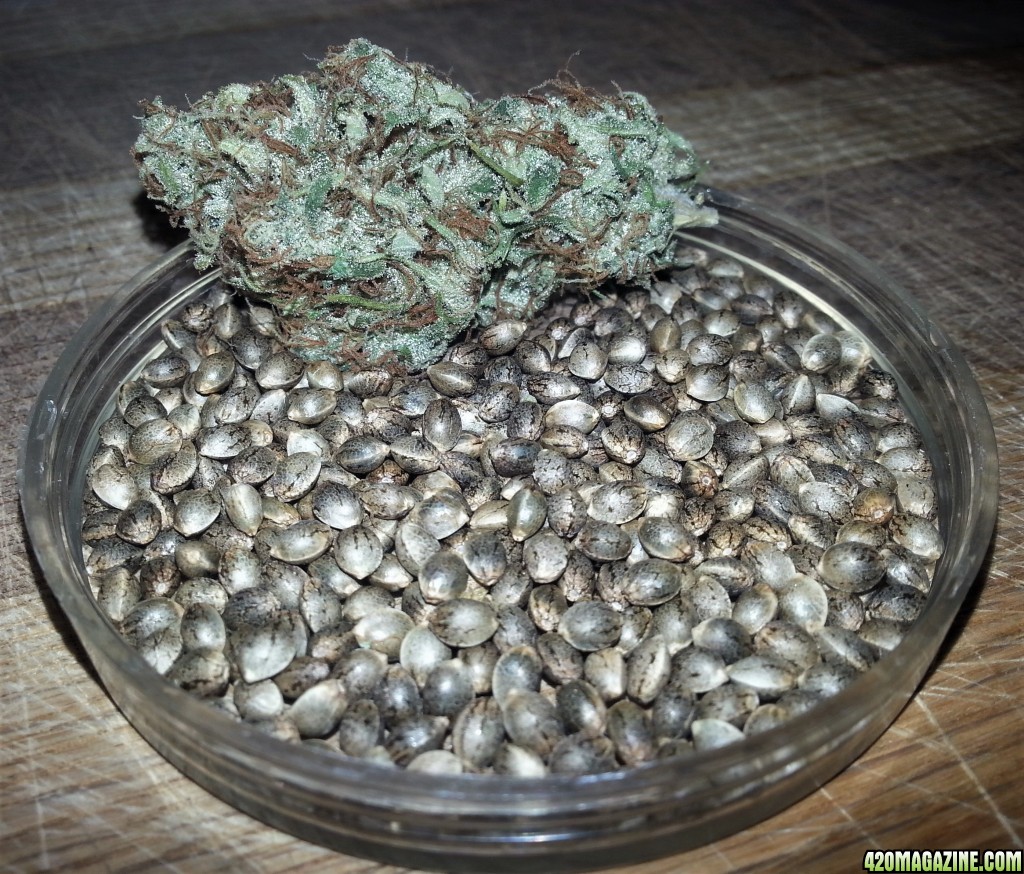 Electric_Avenue_Seeds_1.jpg