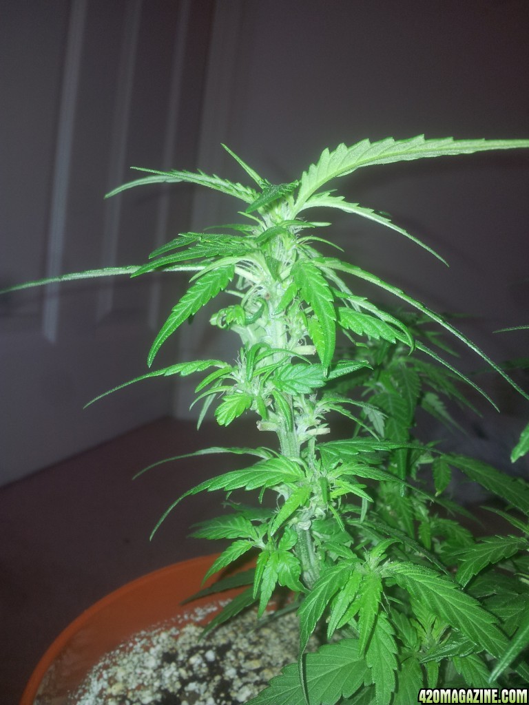 FP_Day55aF28.jpg