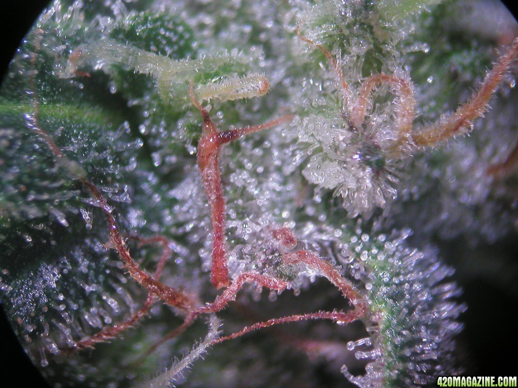 Feb22Bud-2.JPG