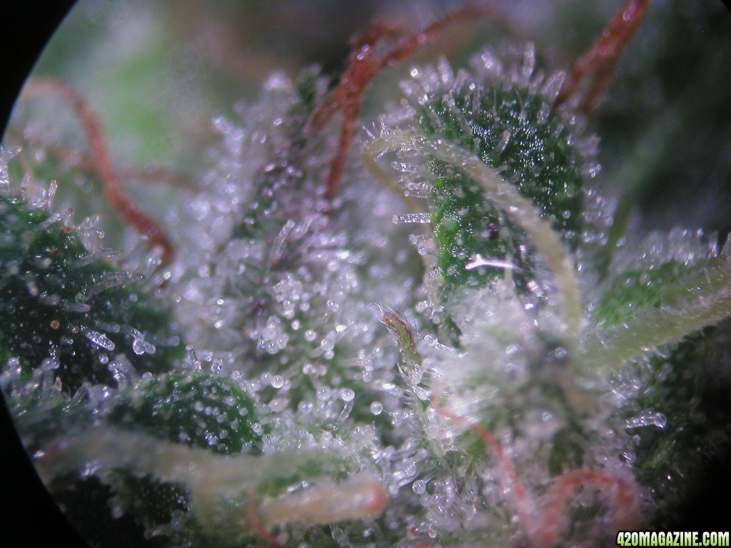 Feb22Bud-3.JPG