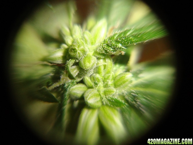 Fem_seeds_exp_Ch2.jpg