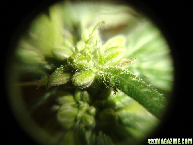 Fem_seeds_exp_Ch3.jpg