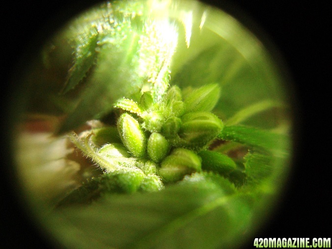 Fem_seeds_exp_Ch4.jpg